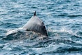 Humpback Whale , Dalvik Icelan Royalty Free Stock Photo