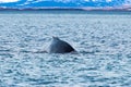Humpback Whale , Dalvik Icelan Royalty Free Stock Photo