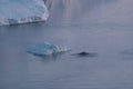 Humpback Whale dive near Ilulissat among icebergs during pink midnight sun. Sunrise and Sunset. Their source is by the