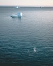 2 Humpback Whale dive near Ilulissat among icebergs. Their source is by the Jakobshavn glacier. The source of icebergs Royalty Free Stock Photo