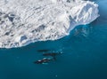 3 Humpback Whale dive near Ilulissat among icebergs. Their source is by the Jakobshavn glacier. The source of icebergs Royalty Free Stock Photo