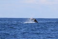 A Humpback Whale Dives Near Vancouver Island,Kanada Royalty Free Stock Photo