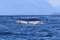 A Humpback Whale Dives Near Vancouver Island,Kanada Royalty Free Stock Photo