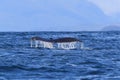 A Humpback Whale Dives Near Vancouver Island,Kanada Royalty Free Stock Photo