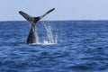 A Humpback Whale Dives Near Vancouver Island,Kanada Royalty Free Stock Photo