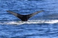 A Humpback Whale Dives Near Vancouver Island,Kanada Royalty Free Stock Photo