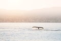 Humpback whale dives showing the tail in Atlantic ocean, Greenland