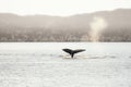 Humpback whale dives showing the tail, Greenland