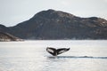 Humpback whale dives and shows the tail in Atlantic ocean, western Greenland Royalty Free Stock Photo