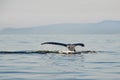 Humpback whale diving down with tail showing above the water Royalty Free Stock Photo