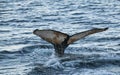 Humpback whale diving,