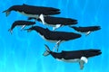 Humpback Whale Family