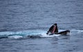 Humpback Whale Feeding Royalty Free Stock Photo