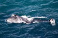 Humpback Whale feeding Royalty Free Stock Photo