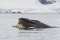 Humpback Whale feeding krill Royalty Free Stock Photo