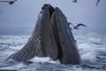 Humpback Whale Feeding Royalty Free Stock Photo