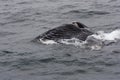 Humpback Whale Feeding In Monterey Bay California Royalty Free Stock Photo