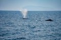 Humpback Whale feeding partners in the ocean Royalty Free Stock Photo