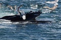 Humpback whale feeding Royalty Free Stock Photo