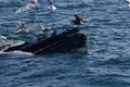 Humpback whale feeding Royalty Free Stock Photo