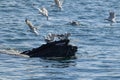 Humpback whale feeding Royalty Free Stock Photo