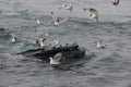 Humpback Whale Feeding At Surface of Ocean surrounded by seagulls Royalty Free Stock Photo