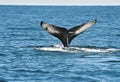 Humpback whale fin Royalty Free Stock Photo