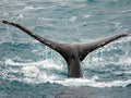 Humpback whale fin Royalty Free Stock Photo