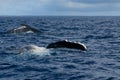 Humpback whale fin and back going down in blue polynesian sea Royalty Free Stock Photo