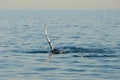 Humpback Whale Fin Royalty Free Stock Photo