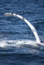 Humpback whale fin Royalty Free Stock Photo
