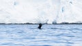 Humpback whale fin fluking in front of Iceberg. Antarctic Peninsula Royalty Free Stock Photo