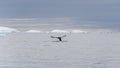 Humpback whale fin fluking in front of Iceberg. Antarctic Peninsula Royalty Free Stock Photo