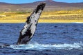 Humpback whale fin out of the deep sea and with the bottom of Cabo San Lucas, in Baja California Sur, Mexico.