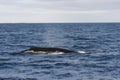 Humpback Whale Fin Royalty Free Stock Photo