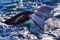 Humpback Whale Fluke Royalty Free Stock Photo