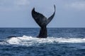 Humpback Whale Fluke in Atlantic Royalty Free Stock Photo