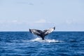 Humpback Whale Fluke in the Caribbean Sea Royalty Free Stock Photo