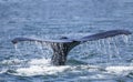 Humpback whale fluke close up Royalty Free Stock Photo