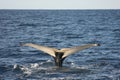 Humpback Whale Royalty Free Stock Photo