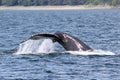 Humpback Whale Fluke