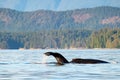 Humpback whale fluke, Sutil Channel in the Discovery Islands near Quadra Island, BC Canada Royalty Free Stock Photo
