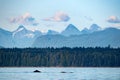 Humpback whale fluke, Sutil Channel in the Discovery Islands near Quadra Island, BC Canada Royalty Free Stock Photo