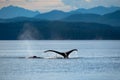 Humpback whale fluke, Sutil Channel in the Discovery Islands near Quadra Island, BC Canada Royalty Free Stock Photo