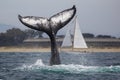 Humpback Whale Fluke Royalty Free Stock Photo