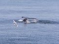 Humpback Whale Flukes Heading Down Royalty Free Stock Photo