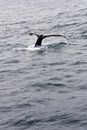 Humpback Whale Flukes Monterey Bay California