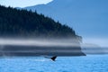 Humpback whale flukes off the coast of British Columbia, Canada Royalty Free Stock Photo