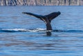 Humpback Whale Flukes on Their Way Down Royalty Free Stock Photo