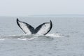 Humpback whale Royalty Free Stock Photo